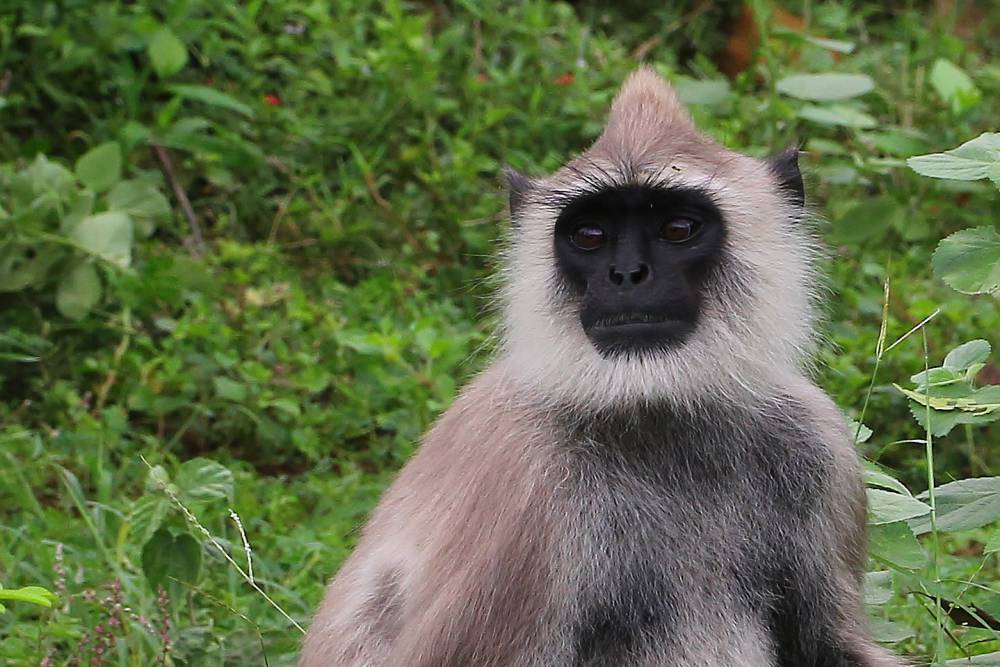Chinnar Wildlife Sanctuary